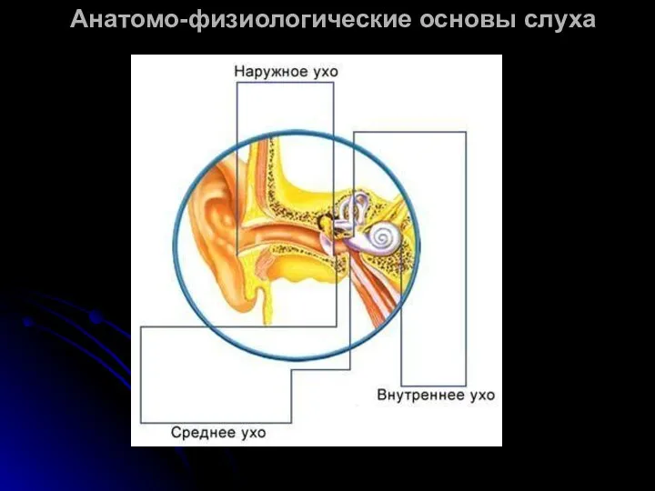 Анатомо-физиологические основы слуха