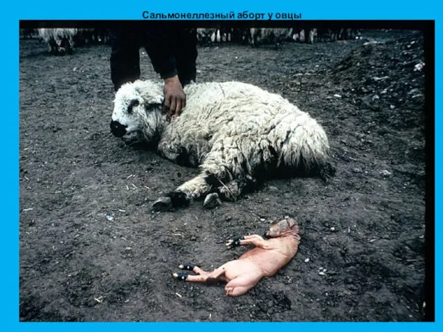 Сальмонеллезный аборт у овцы