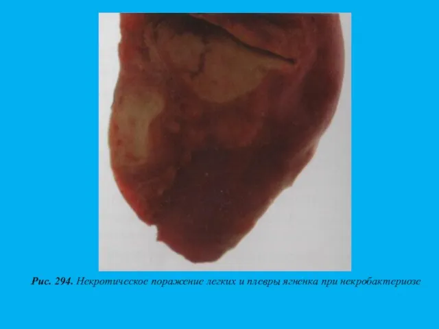 Рис. 294. Некротическое поражение легких и плевры ягненка при некробактериозе