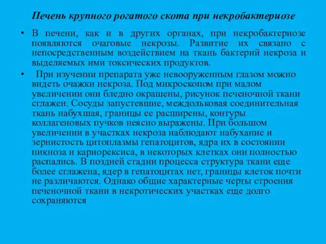 Печень крупного рогатого скота при некробактериозе В печени, как и