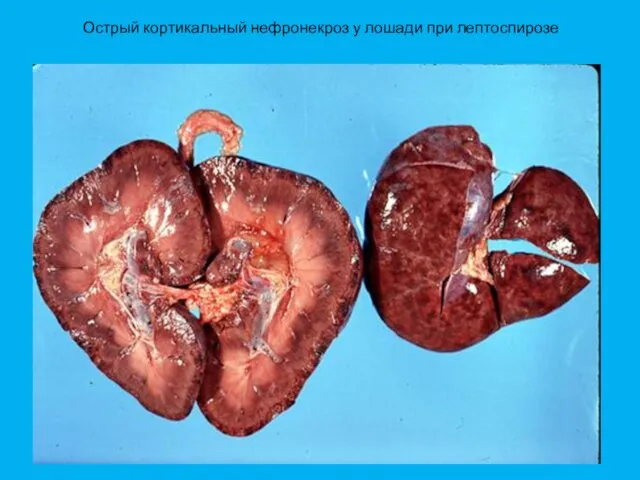 Острый кортикальный нефронекроз у лошади при лептоспирозе