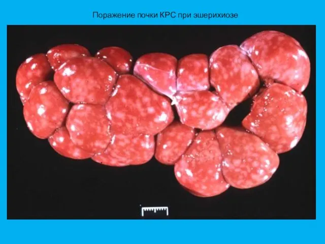 Поражение почки КРС при эшерихиозе