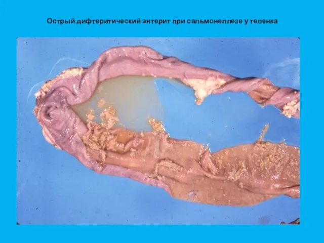 Острый дифтеритический энтерит при сальмонеллезе у теленка