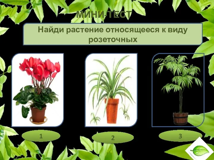 МИНИ-ТЕСТ Найди растение относящееся к виду розеточных 1 3 2