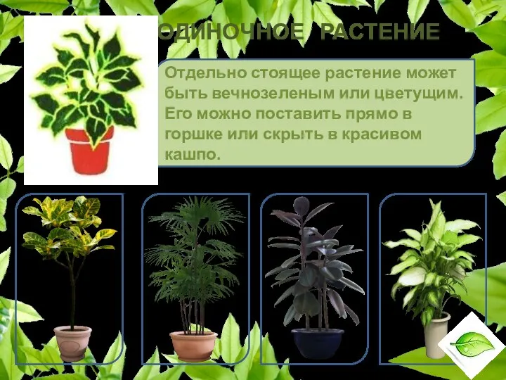 ОДИНОЧНОЕ РАСТЕНИЕ Отдельно стоящее растение может быть вечнозеленым или цветущим.