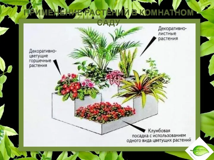 ПРИМЕНЕНИЕ РАСТЕНИЙ В КОМНАТНОМ САДУ