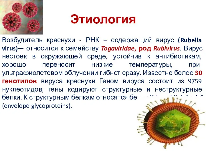 Этиология Возбудитель краснухи - РНК – содержащий вирус (Rubella virus)—