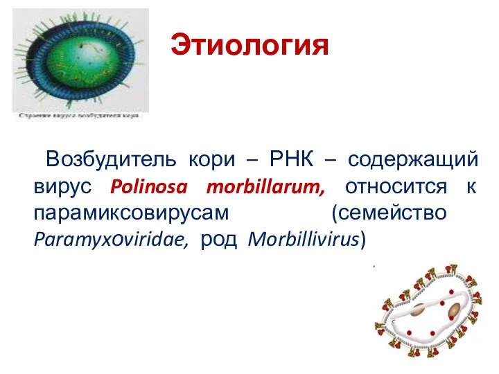 Этиология Возбудитель кори – РНК – содержащий вирус Polinosa morbillarum,