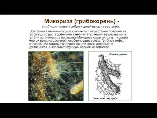симбиоз мицелия гриба и корней высших растений. При таком взаимовыгодном