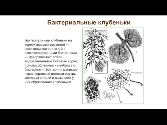 Бактериальные клубеньки на корнях высших растений — сожительство растений с