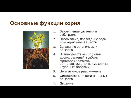 Основные функции корня Закрепление растения в субстрате. Всасывание, проведение воды