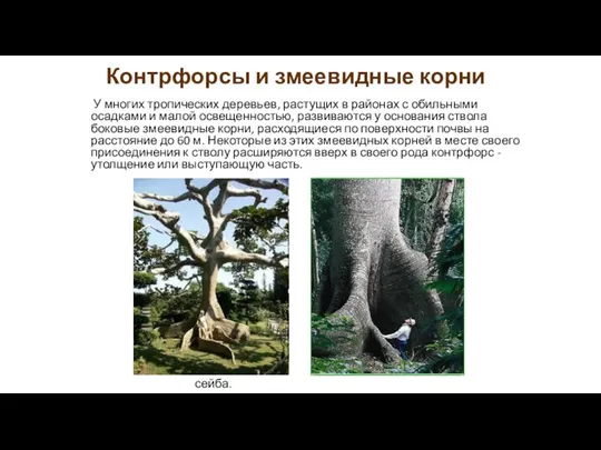 Контрфорсы и змеевидные корни У многих тропических деревьев, растущих в