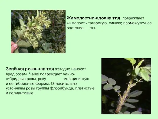 Жимолостно-еловая тля повреждает жимолость татарскую, синюю; промежуточное растение — ель.