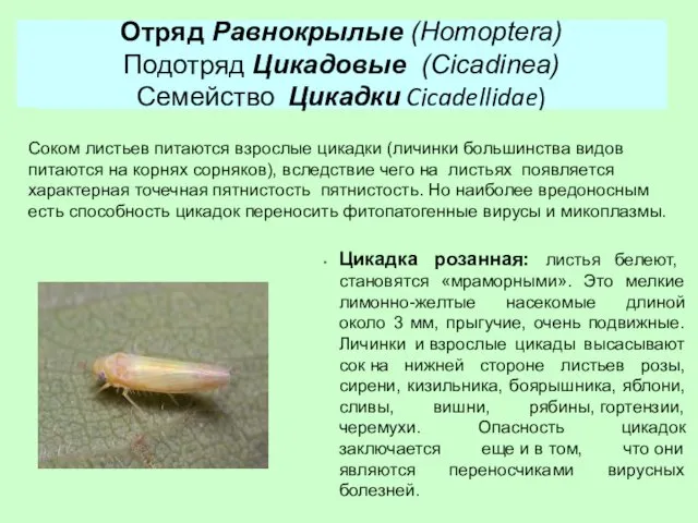 Отряд Равнокрылые (Homoptera) Подотряд Кокциды (Coccinea) Отряд Равнокрылые (Homoptera) Подотряд