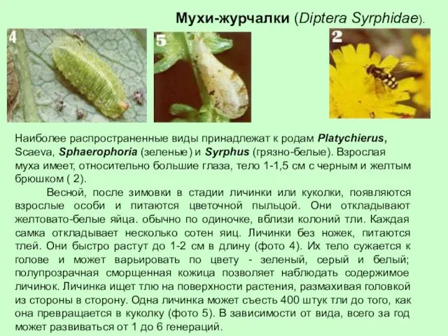 Наиболее распространенные виды принадлежат к родам Platychierus, Scaeva, Sphaerophoria (зеленые)