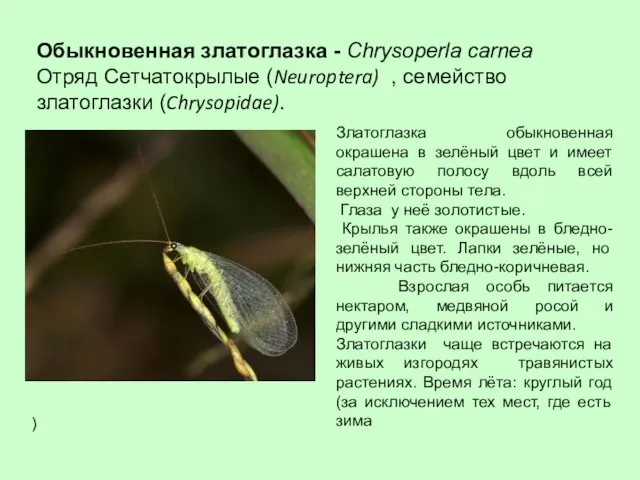 Обыкновенная златоглазка - Chrysoperla carnea Отряд Сетчатокрылые (Neuroptera) , семейство