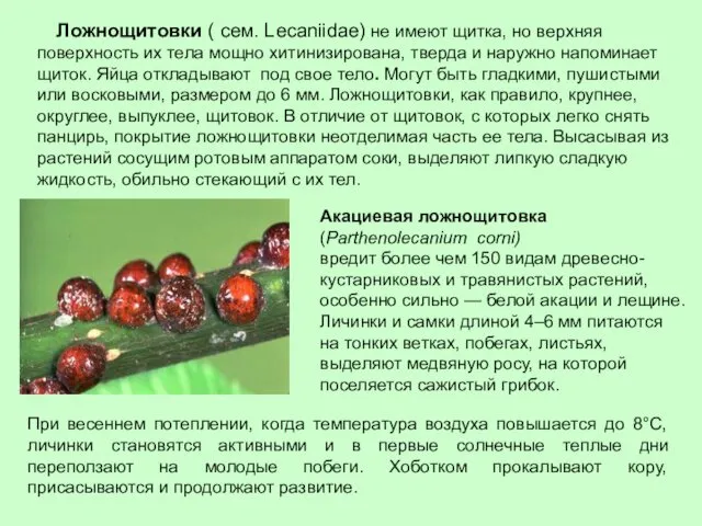 Ложнощитовки ( сем. Lecaniidae) не имеют щитка, но верхняя поверхность