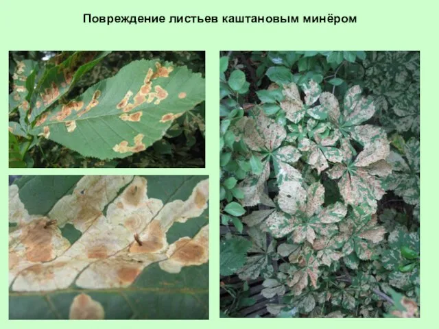 Повреждение листьев каштановым минёром