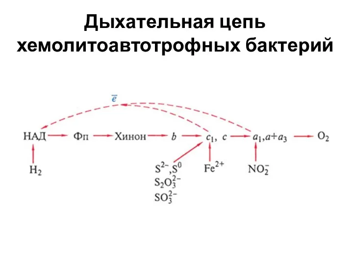 Дыхательная цепь хемолитоавтотрофных бактерий