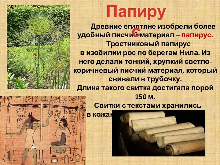 Древние египтяне изобрели более удобный писчий материал – папирус. Тростниковый папирус в изобилии
