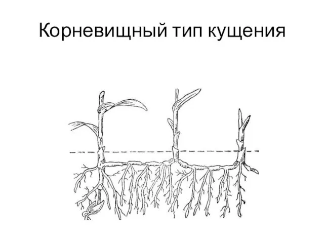 Корневищный тип кущения