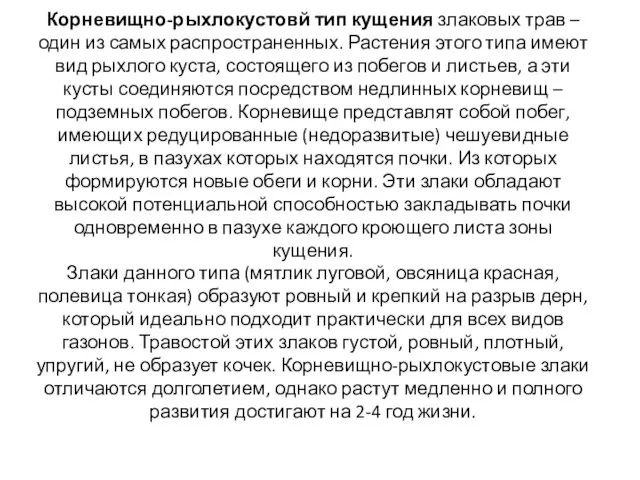 Корневищно-рыхлокустовй тип кущения злаковых трав – один из самых распространенных.