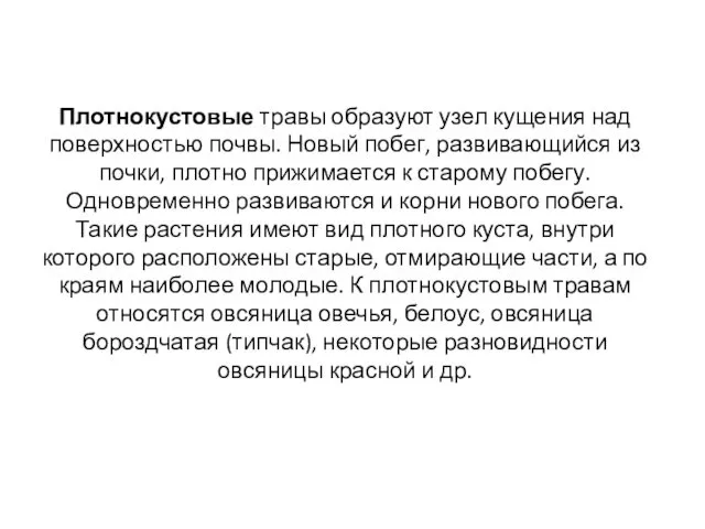 Плотнокустовые травы образуют узел кущения над поверхностью почвы. Новый побег,