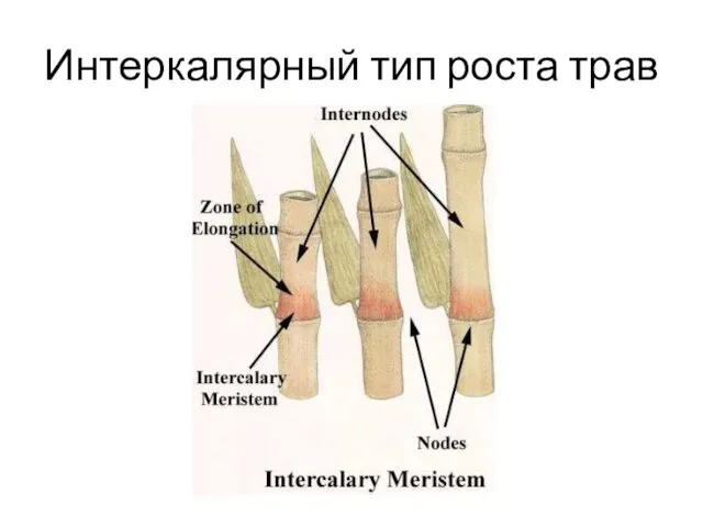 Интеркалярный тип роста трав