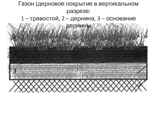 Газон (дерновое покрытие в вертикальном разрезе: 1 – травостой, 2 – дернина, 3 – основание дернины