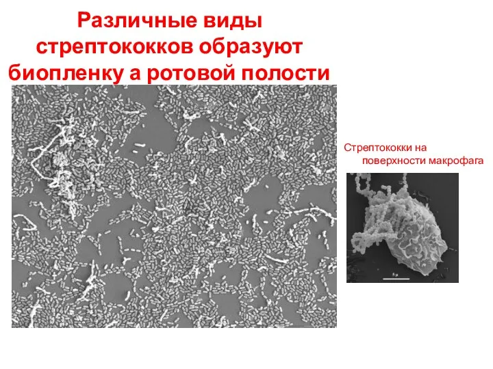 Различные виды стрептококков образуют биопленку а ротовой полости Стрептококки на поверхности макрофага