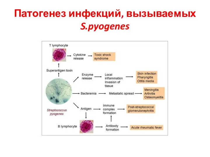 Патогенез инфекций, вызываемых S.pyogenes