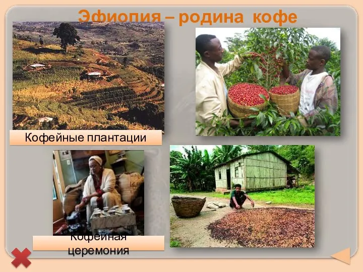 Эфиопия – родина кофе Кофейные плантации Кофейная церемония