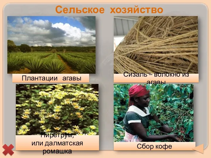 Сельское хозяйство Плантации агавы Сизаль – волокно из агавы Пиретрум, или далматская ромашка Сбор кофе