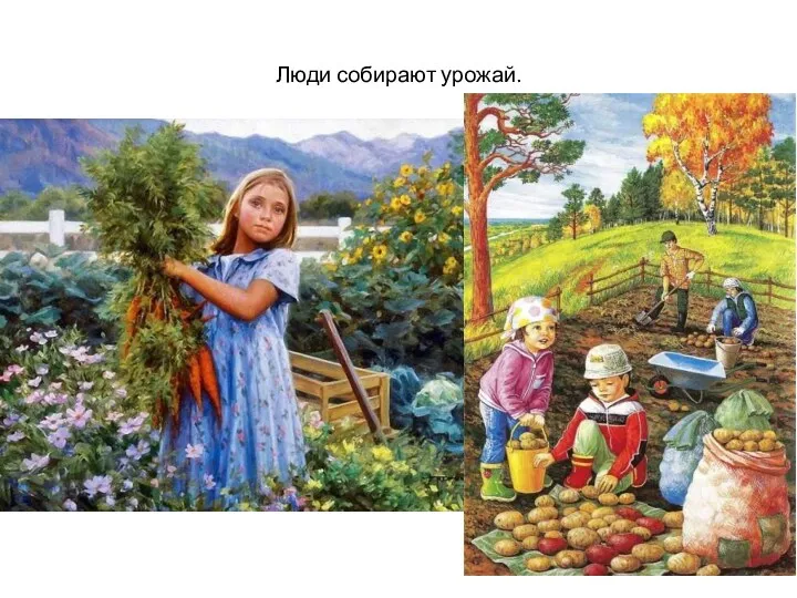 Люди собирают урожай.