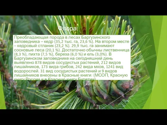 Флора: Преобладающая порода в лесах Баргузинского заповедника – кедр (35,2 тыс. га, 23,6
