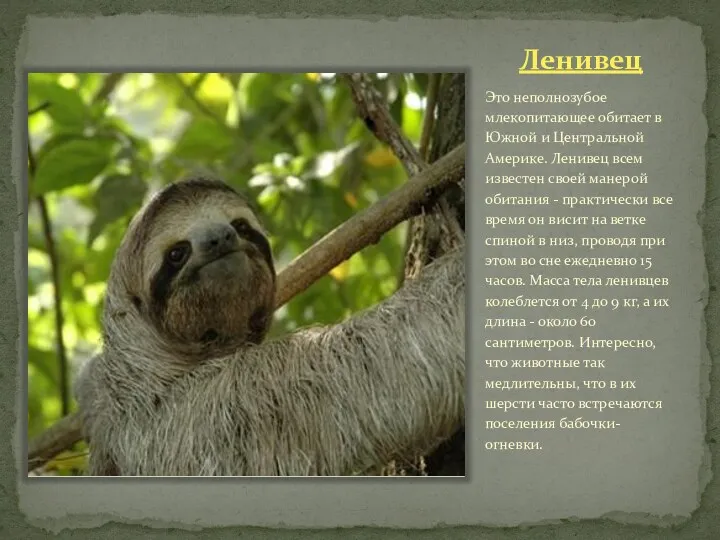 Ленивец Это неполнозубое млекопитающее обитает в Южной и Центральной Америке.