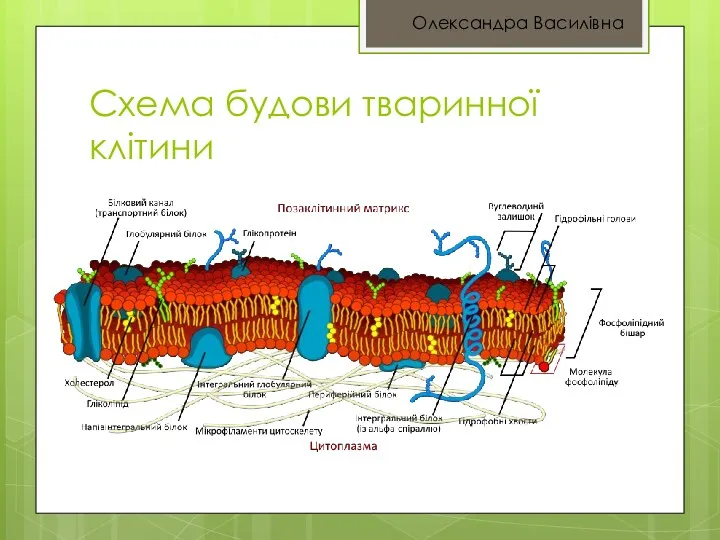 Схема будови тваринної клітини Олександра Василівна