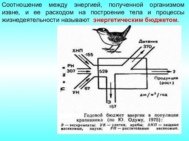 Соотношение между энергией, полученной организмом извне, и ее расходом на