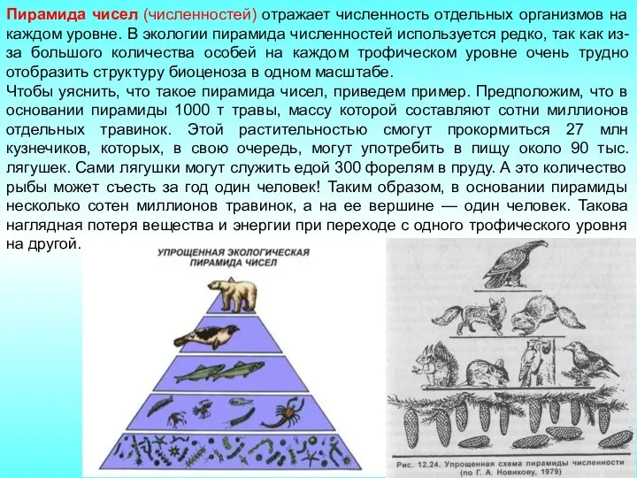 Пирамида чисел (численностей) отражает численность отдельных организмов на каждом уровне.