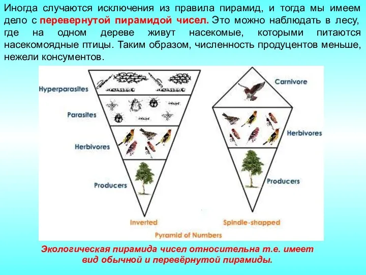 Иногда случаются исключения из правила пирамид, и тогда мы имеем