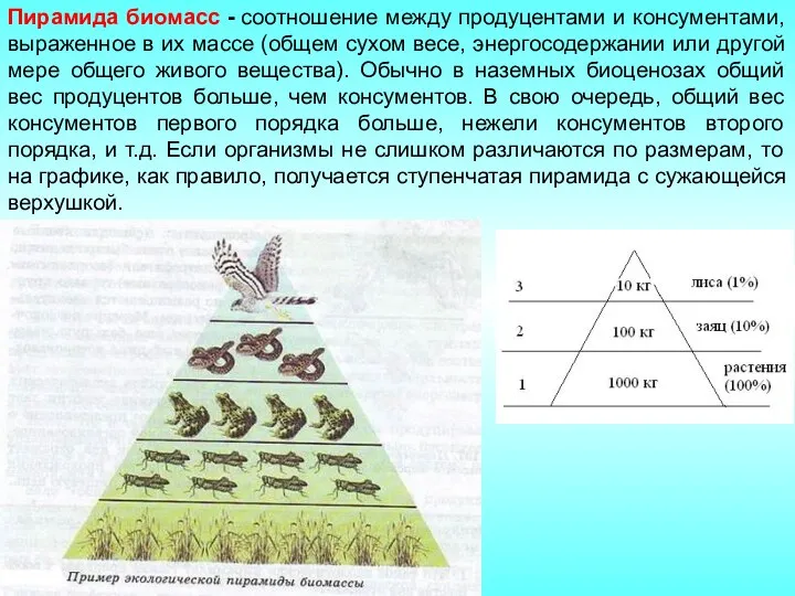 Пирамида биомасс - соотношение между продуцентами и консументами, выраженное в