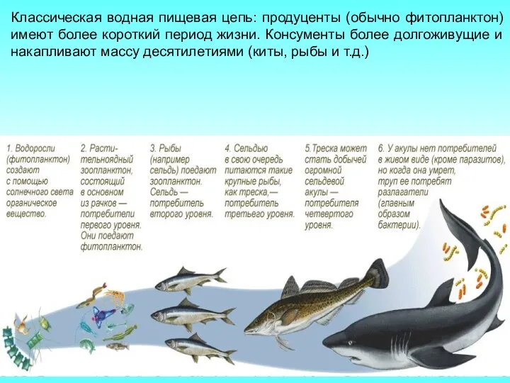 Классическая водная пищевая цепь: продуценты (обычно фитопланктон) имеют более короткий