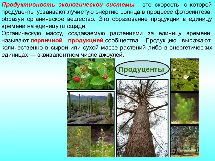 Продуктивность экологической системы – это скорость, с которой продуценты усваивают