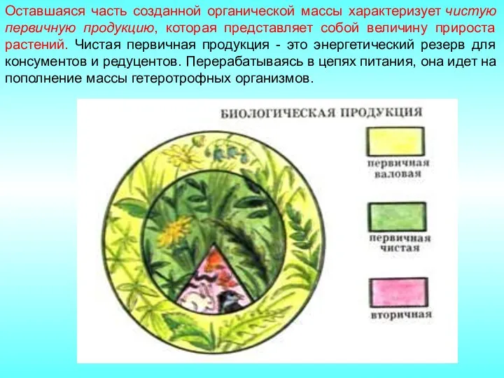 Оставшаяся часть созданной органической массы характеризует чистую первичную продукцию, которая