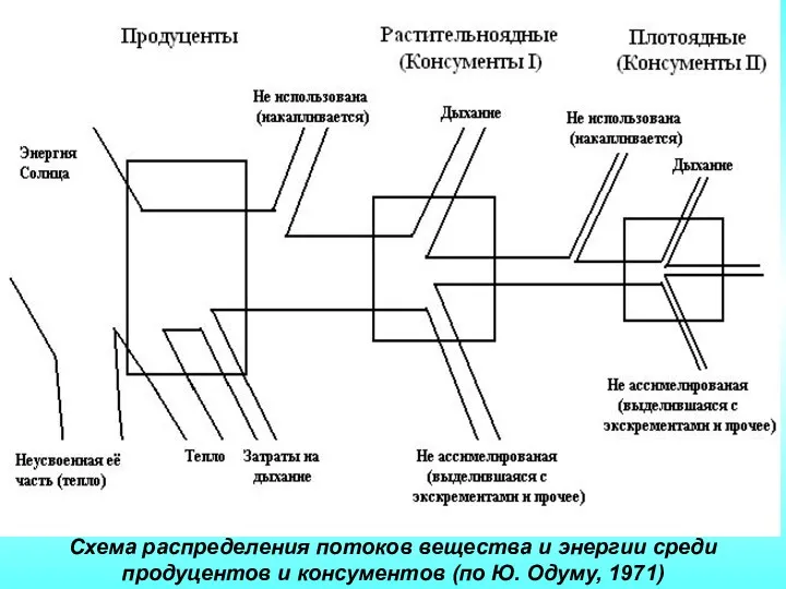 Схема распределения потоков вещества и энергии среди продуцентов и консументов (по Ю. Одуму, 1971)