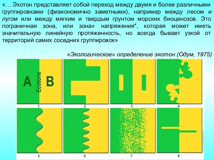 «… Экотон представляет собой переход между двумя и более различными