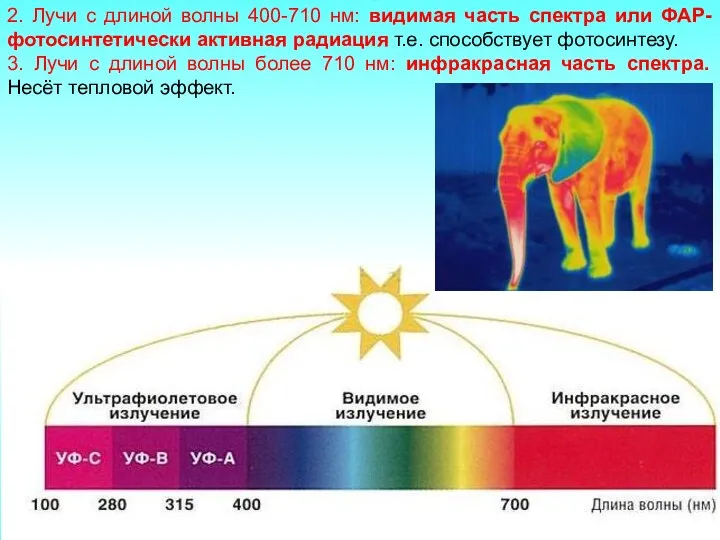 2. Лучи с длиной волны 400-710 нм: видимая часть спектра