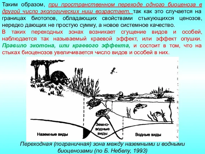 Таким образом, при пространственном переходе одного биоценоза в другой число