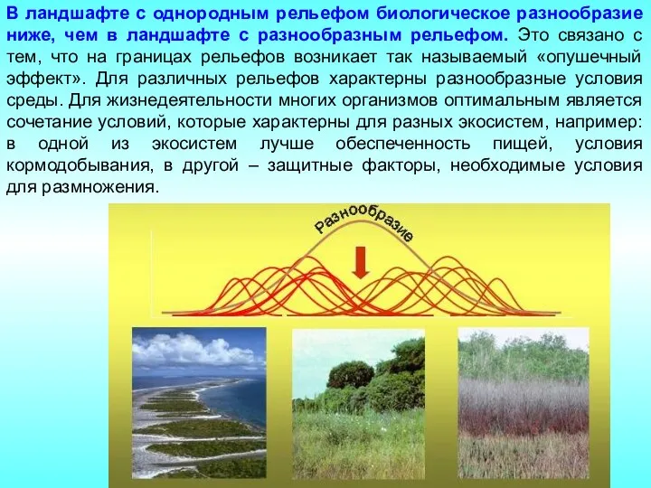 В ландшафте с однородным рельефом биологическое разнообразие ниже, чем в