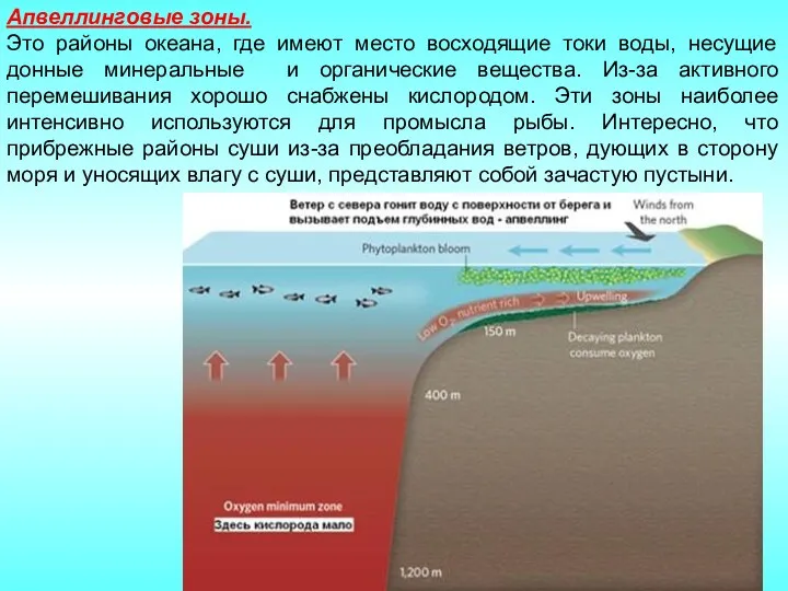 Апвеллинговые зоны. Это районы океана, где имеют место восходящие токи